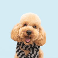 Custom Dog Photo Blanket