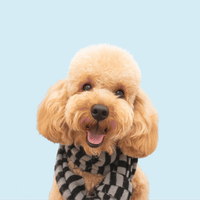 Dog Photo Pillow